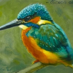 IJsvogel - Alcedo atthis IJsvogel - Alcedo atthis