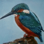 ijsvogeltje ijsvogeltje