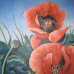 papaver papaver