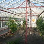 Greenhouse with tomatoes 3 Greenhouse with tomatoes 3