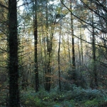 Herfstbos Herfstbos