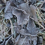 Frozen Frozen