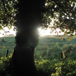 Where the fairies live Where the fairies live