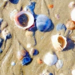 Schelpjes 2 Schelpjes 2