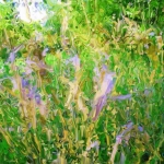 Droog riet Droog riet