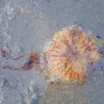 Kwal op strand Kwal op strand