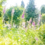 Digitalis Digitalis