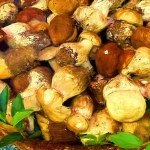 Fungi Fungi