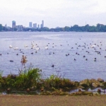 Eendjes in de Kralingse Plas Eendjes in de Kralingse Plas