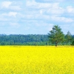 Geel veld Geel veld