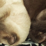 Blauwtje en Tompoes Blauwtje en Tompoes