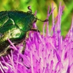 Metalic beetle Metalic beetle