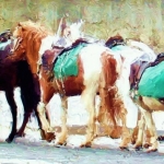 Pony in Paris Pony in Paris