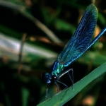 Blauwe libelle Blauwe libelle