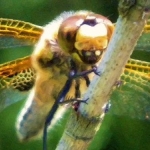 Bruine libelle Bruine libelle
