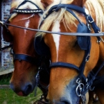 Paardenhoofden Paardenhoofden