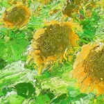 3 zonnnebloemen 3 zonnnebloemen