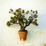 Vetplant Vetplant
