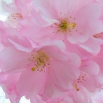 Roze bloemen Roze bloemen