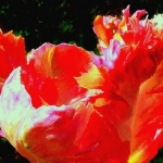 Tulp Tulp