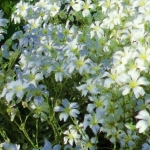 Witte border Witte border