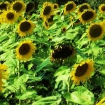 Zonnebloemen Zonnebloemen