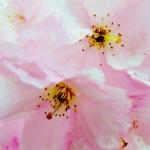 Licht rose bloem Licht rose bloem