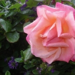 Roos Roos