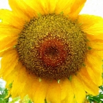 Zonnebloem Zonnebloem