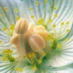 Parnassia Parnassia