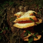 Elfenbankje Elfenbankje