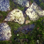 On the rocks On the rocks