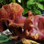 Paddenstoelen op vlonder Paddenstoelen op vlonder