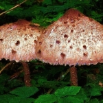Twee Paddenstoelen Twee Paddenstoelen