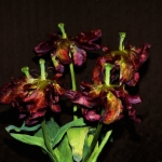 Oude tulpen uit de tuin Oude tulpen uit de tuin