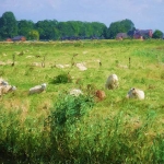 Schapen Schapen