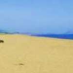 Strand met hond Strand met hond