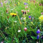 Veldbloemen Veldbloemen