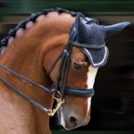 Dressuurpaard Dressuurpaard