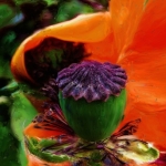 Poppy2 Poppy2