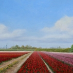 Tulpenvelden Tulpenvelden