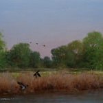 Wild Ducks Wild Ducks