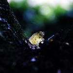 Golden Gum Golden Gum