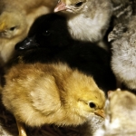 Little Black Duck Little Black Duck
