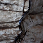 Carves Carves