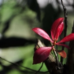 Red Spring Red Spring