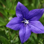 Purple Love Purple Love