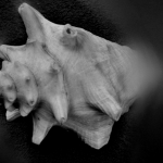 Seashell Seashell