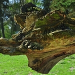 Trunk Trunk