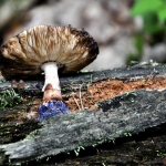 Fungus 1 Fungus 1
